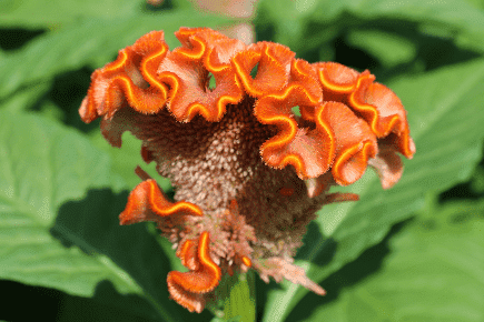 image002