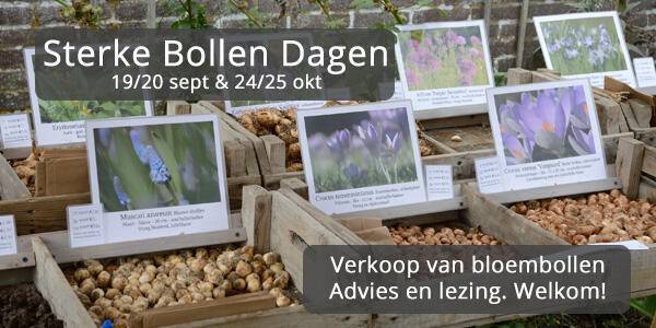 sterke-bollen-dagen