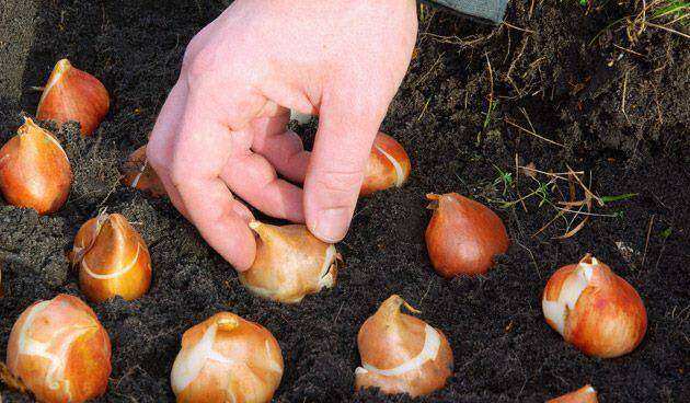 handbloem