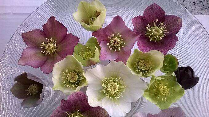 helleb