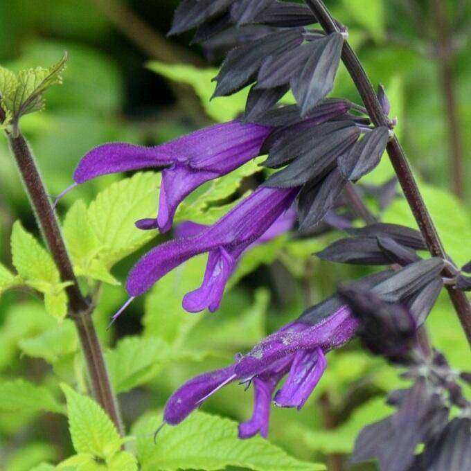 salvia Bastin