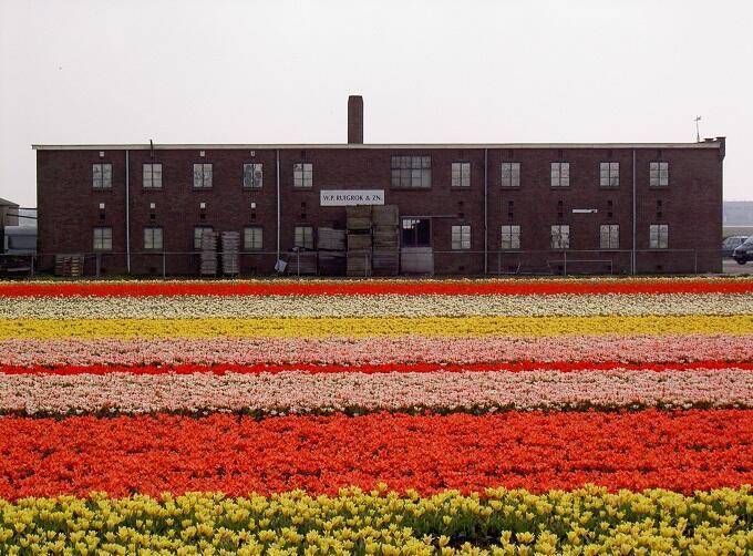 Bollenschuur Zwartelaan Lisse – Marca Bultink