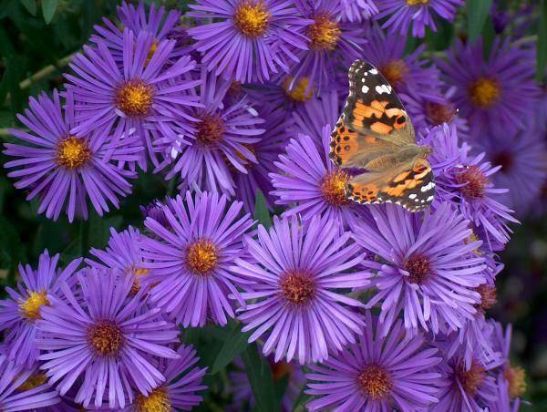 purple-asters-and-butterfly-denise-hoff