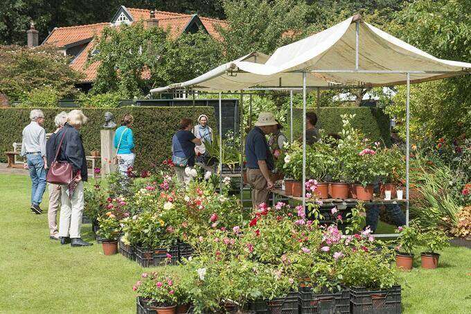 Clematis-Rozenmarkt-2