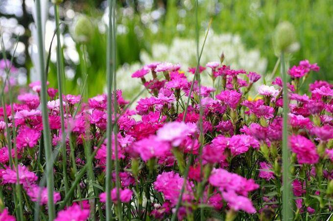 bloemenc_49_svdw