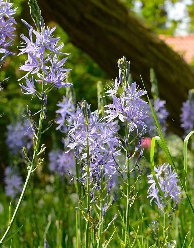 Camassia