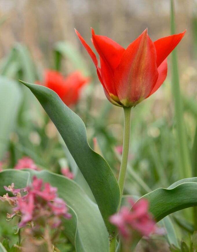 Wilde tulp