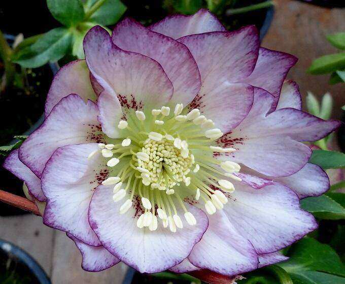 Helleborus