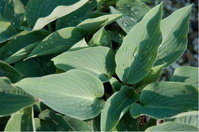 Hosta