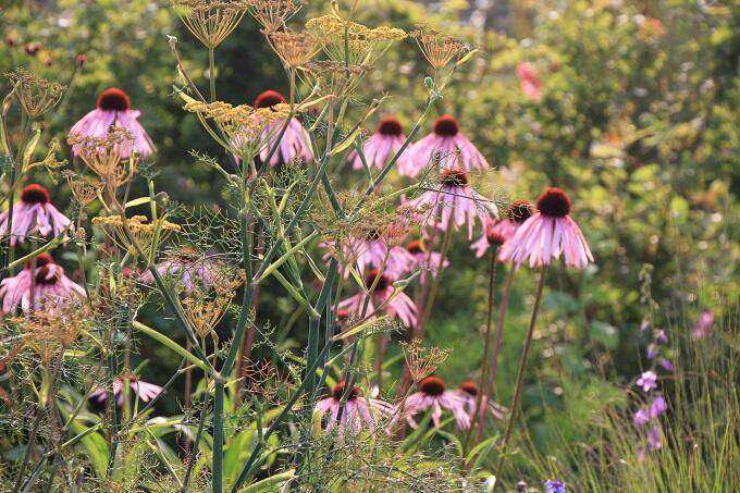 Goede buren tips en trucs Festina Lentetuin