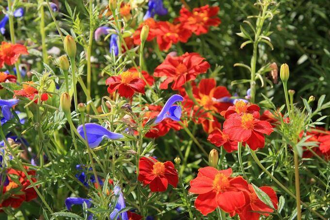 Diva dagen Festina Lentetuin
