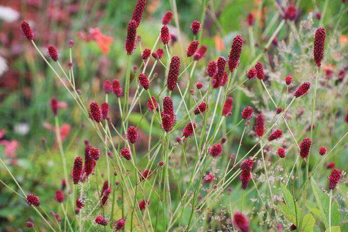 Sanguisorba Festina Lentetuin