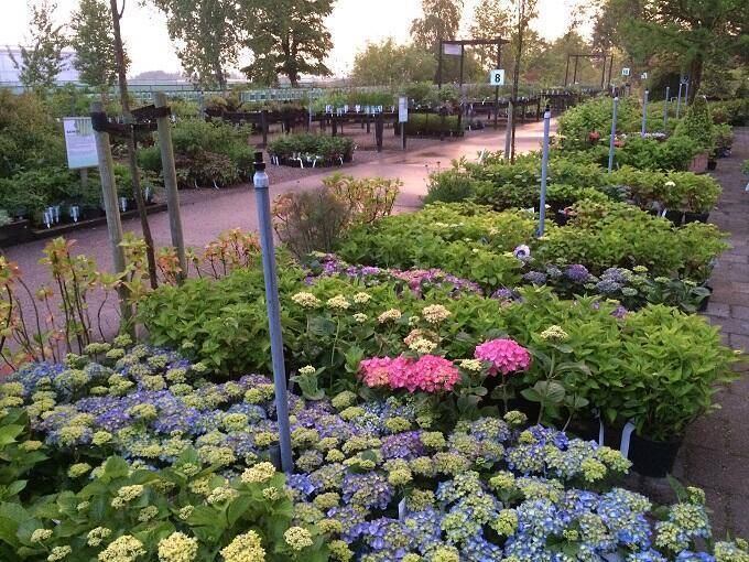 Zomerdagen Esveld