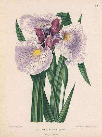 Japanse iris door Abraham Wendel (1826-1915) uit Flora
