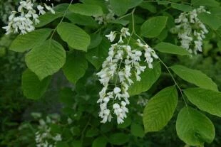 Cladrastis kentukea