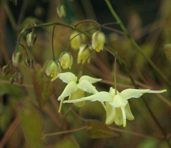 Epimedium Tuingoed Foltz