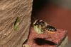 tuinbladsnijder Megachile centuncularis vrouw_resize Pieter van Breughel