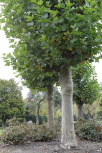 Platanus x acerifolia - Plataan