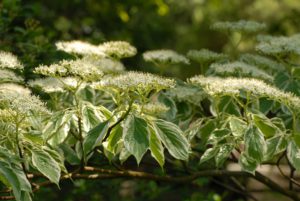 Cornus controversa Variegata