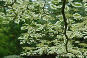 Cornus controversa Variegata