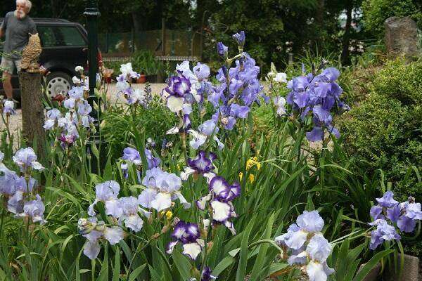 showtuin-iris Kwekerij Joosten
