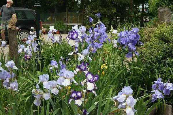 showtuin-iris Kwekerij Joosten