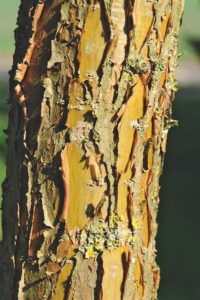 Chionanthus retusus