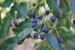 Chionanthus retusus