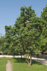Chionanthus retusus