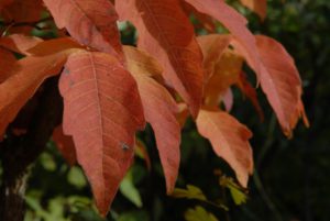 Acer triflorum