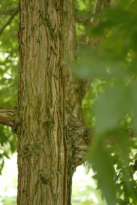 Acer triflorum