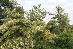 Emmenopterys henryi bloeit in Arboretum Kalmthout