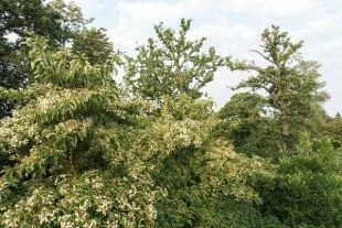 Emmenopterys henryi bloeit in Arboretum Kalmthout