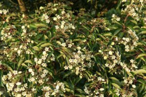 Emmenopterys henryi bloeit in Arboretum Kalmthout..