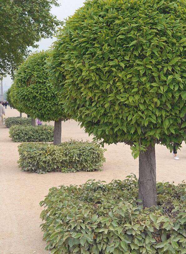 Prunus Lusitanica Portugese Laurier De Tuin In Vier Seizoenen