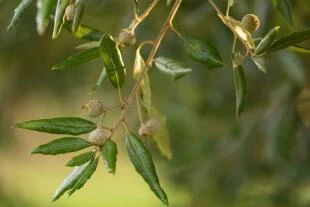 Quercus ilex - Steeneik
