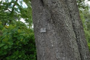 Quercus ilex - Steeneik