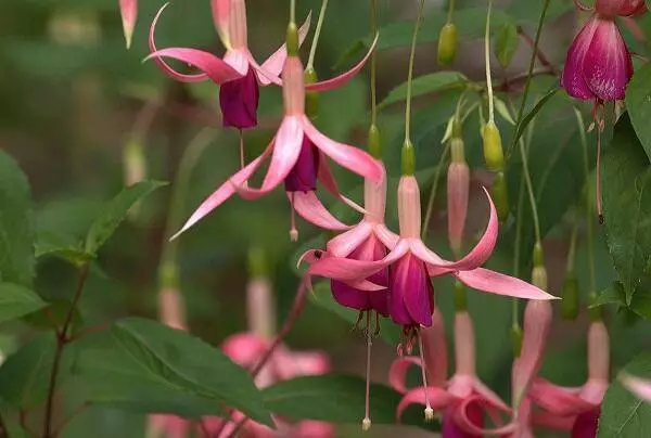 Doornduyn Fuchsia