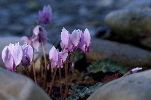 Doornduyn Cyclamen