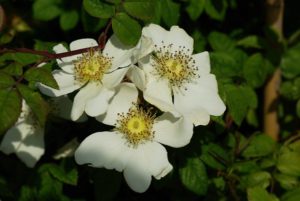Rosa Arvensis Bierkreek