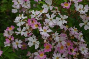 Rosa multiflora 'Adenochaeta