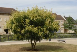 Koelreuteria paniculata