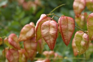 Koelreuteria paniculata