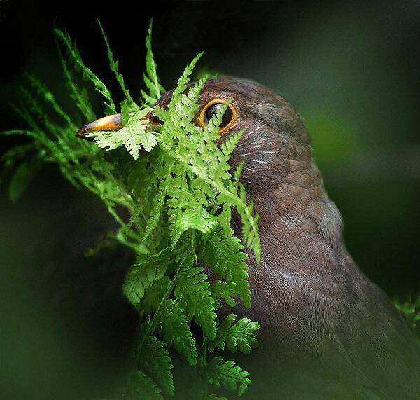 Female-Blackbird-by-Alan-Price-1e plaats wildlife in garden