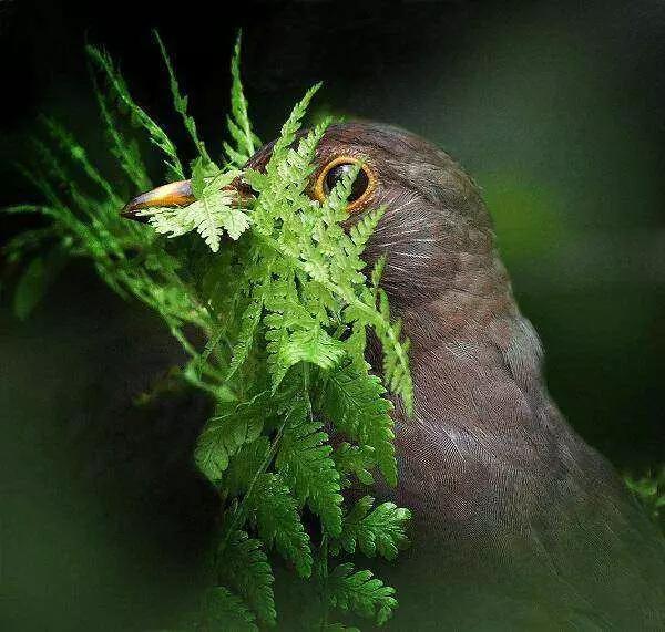 Female-Blackbird-by-Alan-Price-1e plaats wildlife in garden