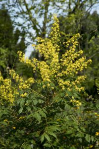 Koelreuteria paniculata