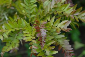 gleditsia rubylace roodbladSC_1037
