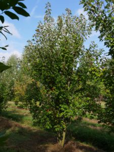 Acer rubrum Redpointe