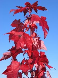 Acer rubrum Redpointe