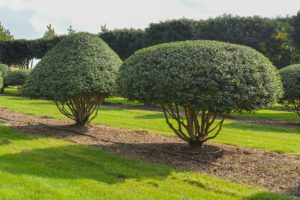 Osmanthus x burkwoodii - Schijnhulst